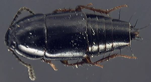 Tachinus signatus